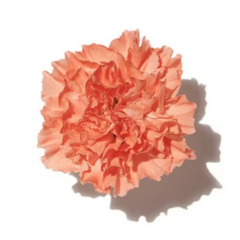 Carnation