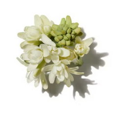 Tuberose