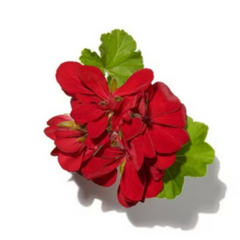 Geranium