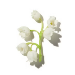 Lily of the Valley