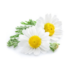 Chamomile