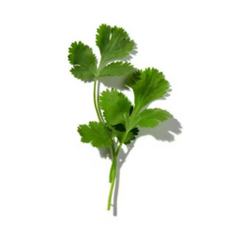 Coriander