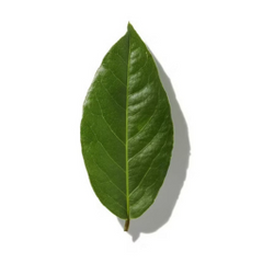 Bay Leaf