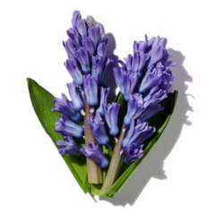 Hyacinth