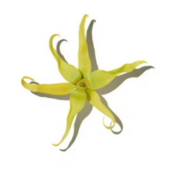 Ylang-Ylang