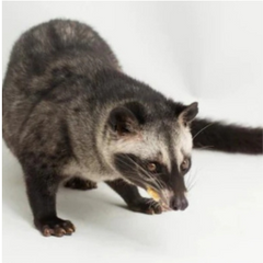 Civet