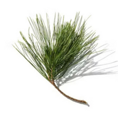 Fir Resin