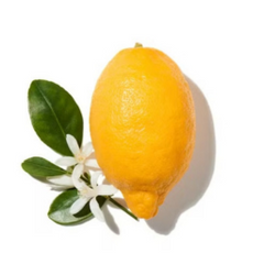 Italian Bergamot