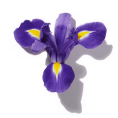 Powdery Iris