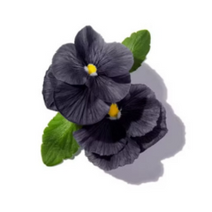 Black Violet