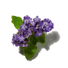 Heliotrope