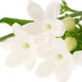 Stephanotis